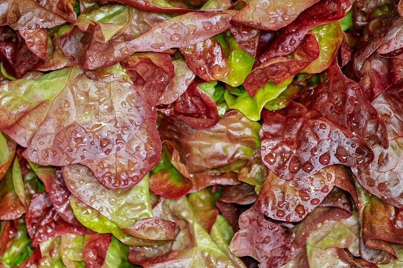 Delicious Salad